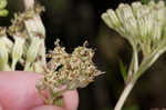 Pale Indian plantain